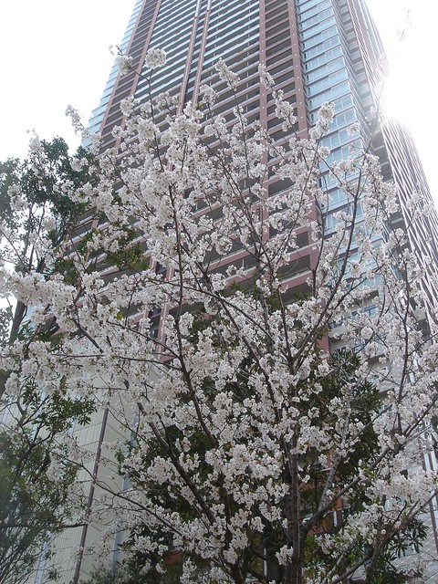 ちょっと出遅れましたが、桜の写真です。