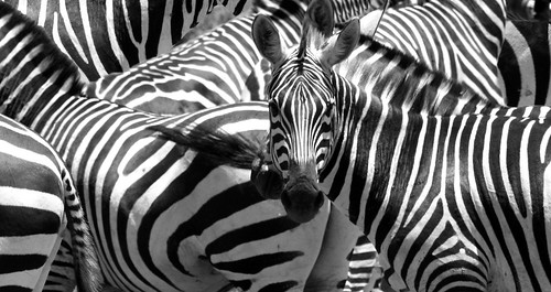 Zebra crossing - Zebrastreifen