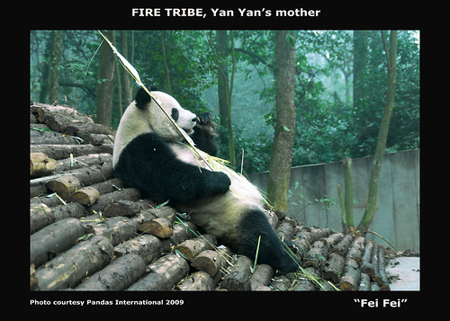 FEI FEI..this is our FIRE TRIBE baby's mother