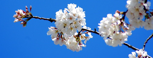 Cherry Blossoms and Blue Skies