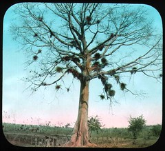 Anglų lietuvių žodynas. Žodis silk-cotton tree reiškia šilko-medvilnės medis lietuviškai.