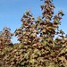 Photo: Acer pseudoplatanus