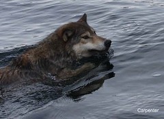 Wolf swimming in the water