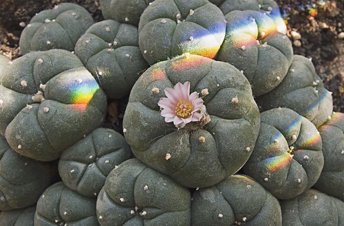 peyote flower by zapdelight, on Flickr
