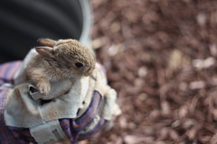 Baby Bunny Rescue #2