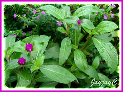 Gomphrena globosa (Bachelor's Buttons, Globe Amaranth) after a morning shower, March 2009