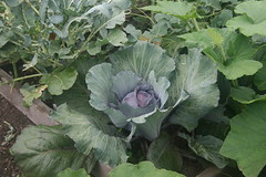 Cabbage 3