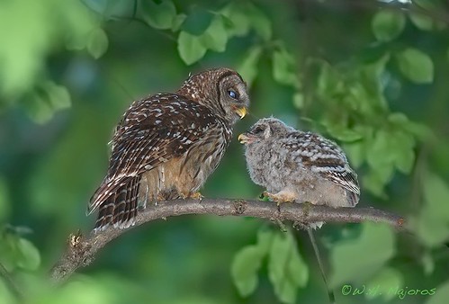 barred-owl-adult-and-chick