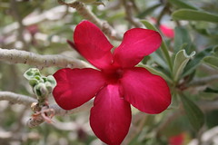 Red Oleander • <a style="font-size:0.8em;" href="https://www.flickr.com/photos/34058517@N02/3301740265/" target="_blank">View on Flickr</a>