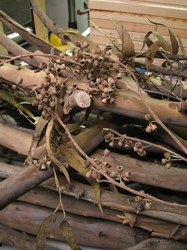 Eucalyptus twigs, leaves, and seed pods
