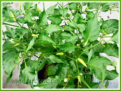 Potted Capsicum frutescens (Chilli padi, Tabasco pepper) at our backyard. Shot May 11, 2011
