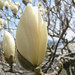 2006April Magnolia heptapeta 木蓮