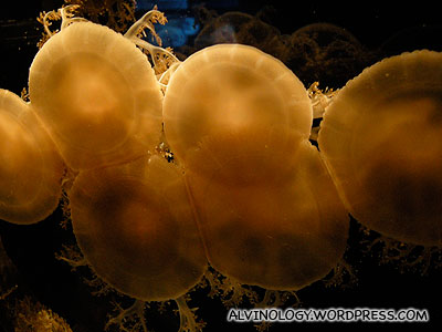 Jellyfish that looks like scallops