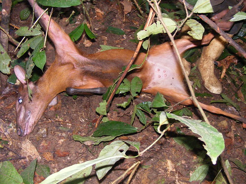 The duiker was a female