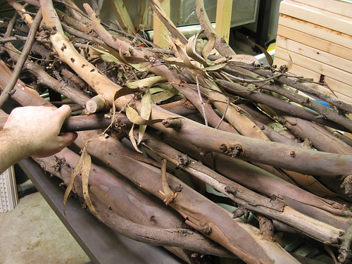 Eucalyptus limbs