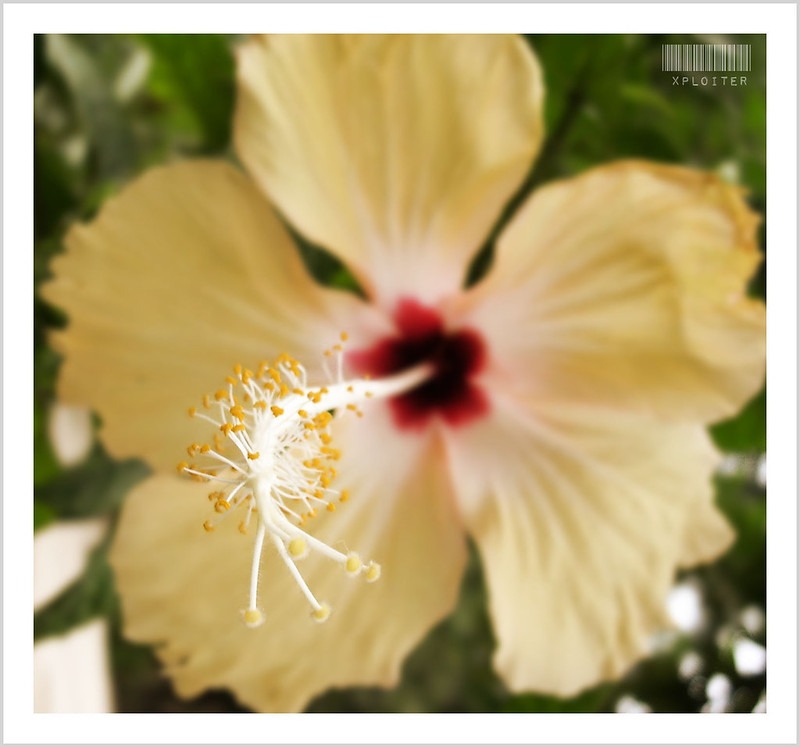 White Hibiscus<br/>© <a href="https://flickr.com/people/24837521@N05" target="_blank" rel="nofollow">24837521@N05</a> (<a href="https://flickr.com/photo.gne?id=3406792624" target="_blank" rel="nofollow">Flickr</a>)