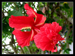 Red Hibiscus rosa-sinensis 'El Capitolio' or 'Variegata' at our church compound, February 2009