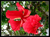 Hibiscus rosa-sinensis 'El Capitolio' or 'Variegata' (Tropical/Chinese Hibiscus, China Rose, Shoe Black Plant, Shoe Flower)