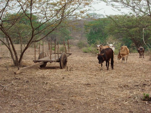 Ganado y carreta - Cattle and Cart; El Jícaro, Nicaragua
