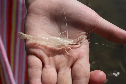 nature walk shrimp exoskeleton