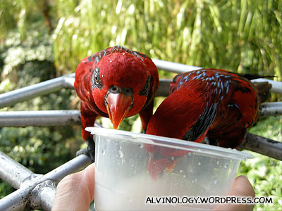 Two red lories