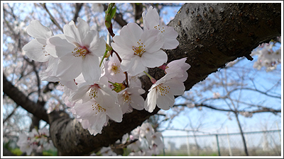 さいたまの桜