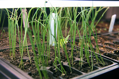 onion sprouts