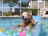 Happy Golden Retriever Dog in Pool on Fl by Beachfront Solutions, on Flickr