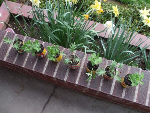 my mini-planters
