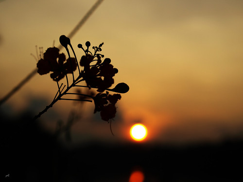 sunset, flower