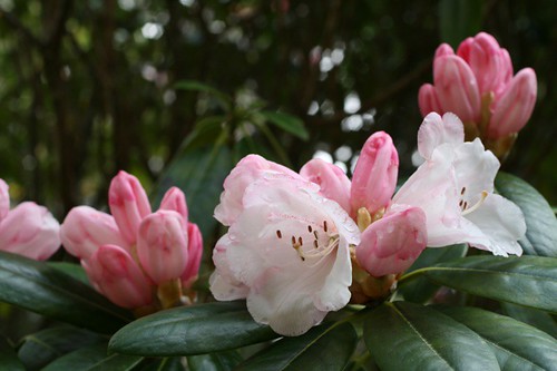 Crarae Rhodies
