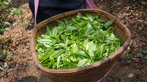 Lao Banzhang - fresh pickings