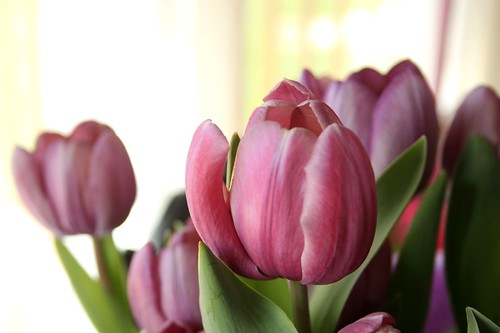 birthday tulips