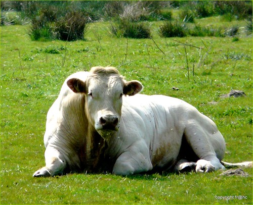 Resultado de imagen de lazy cow