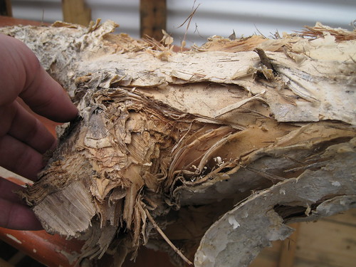 spongy, layered, peeling bark of paperbark limb