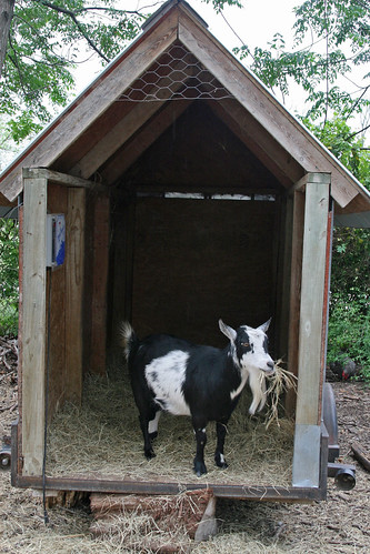 Goat in a Box