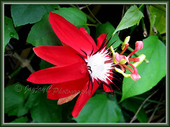 Passiflora miniata / Passiflora coccinea hort. (Red granadilla, Scarlet/Red Passion Flower)