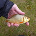 fish #13 of the weekend: another crucian