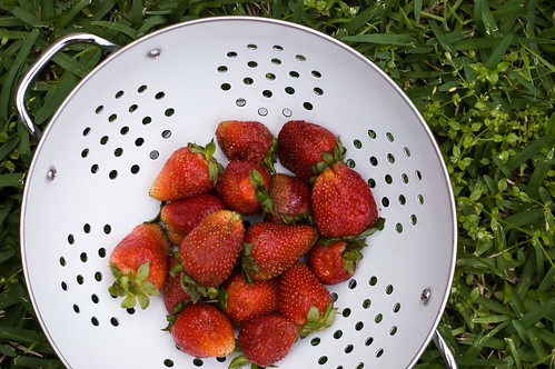 strawberries (by bookgrl)