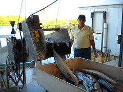 Orlando Rioseco weighing in Kingfish