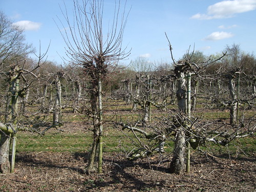 orchards-plaxtol