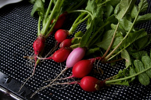 first crop of radishes!