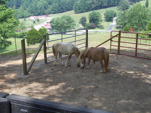 Horses 2
