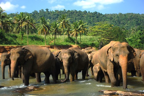 Elephant Orphanage (Pinnawela Sri Lanka) - a photo on Flickriver