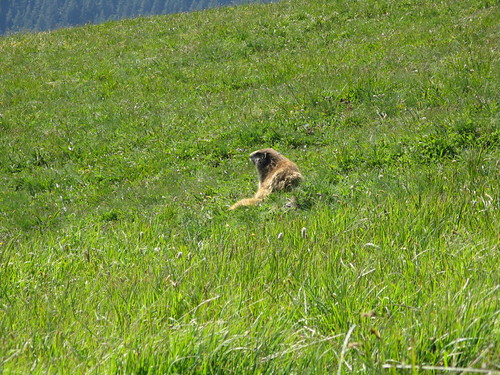 Marmot!
