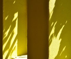 yellow • <a style="font-size:0.8em;" href="http://www.flickr.com/photos/20176387@N00/3589095481/" target="_blank">View on Flickr</a>