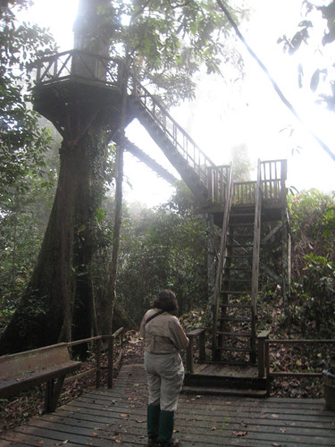 Canopy walk at Borneo Rainforest Lodge