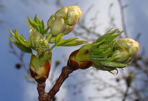 Sweetgum bud, opened, showing both new leaves and flowers by Martin LaBar