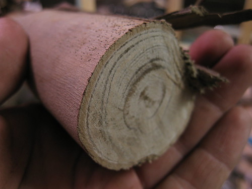 Eucalyptus limb end grain