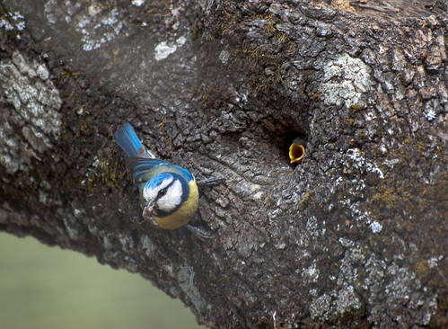 Herrerillo común en nido (Parus caeruleus) Blue tit nexto to nest